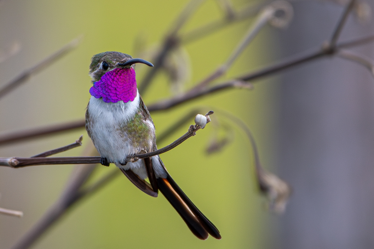 Mexican sheartail hummingbird (Doricha eliza)