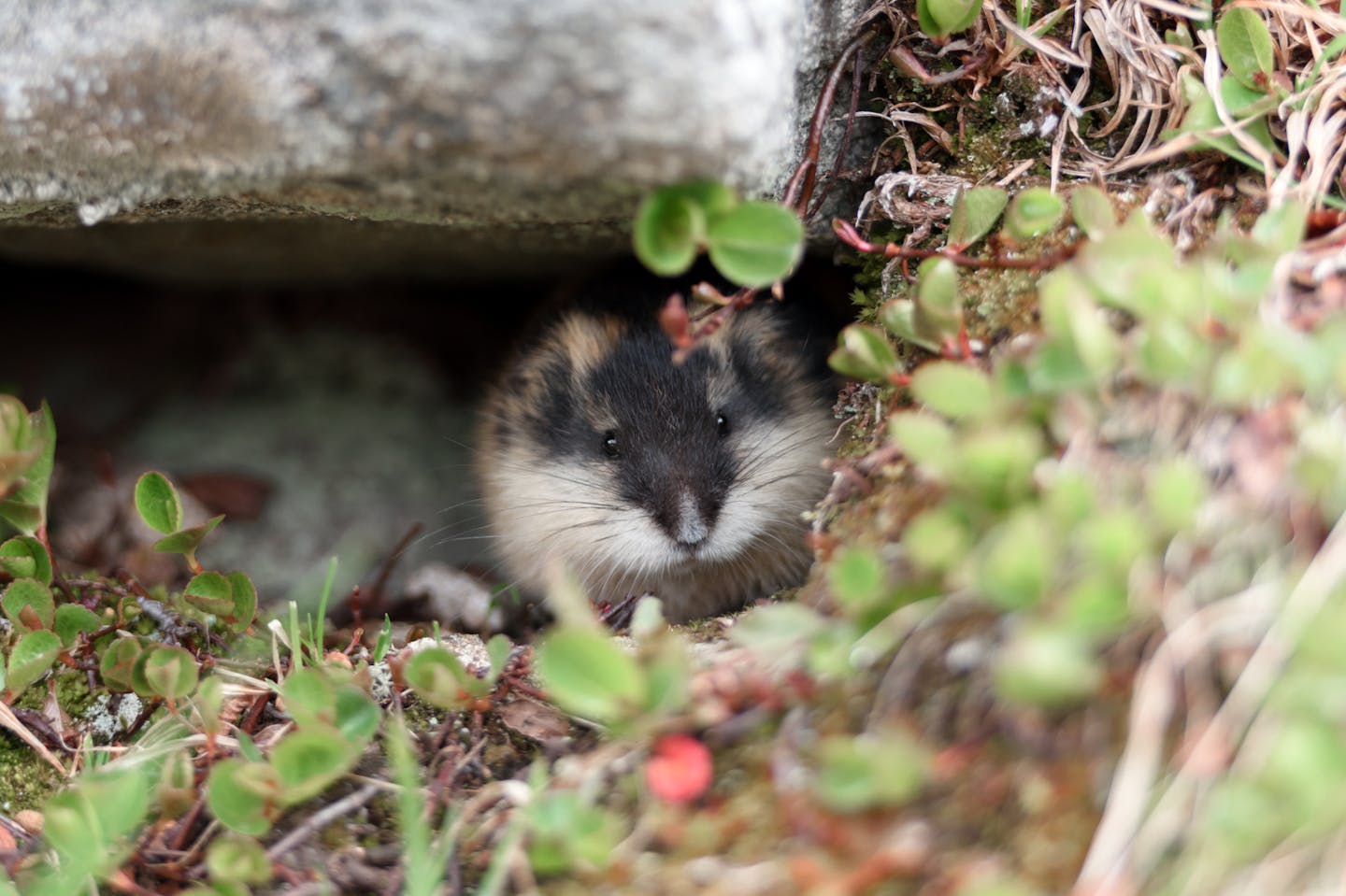Inside the wild life of the Norway lemming: The Arctic’s boldest rodent