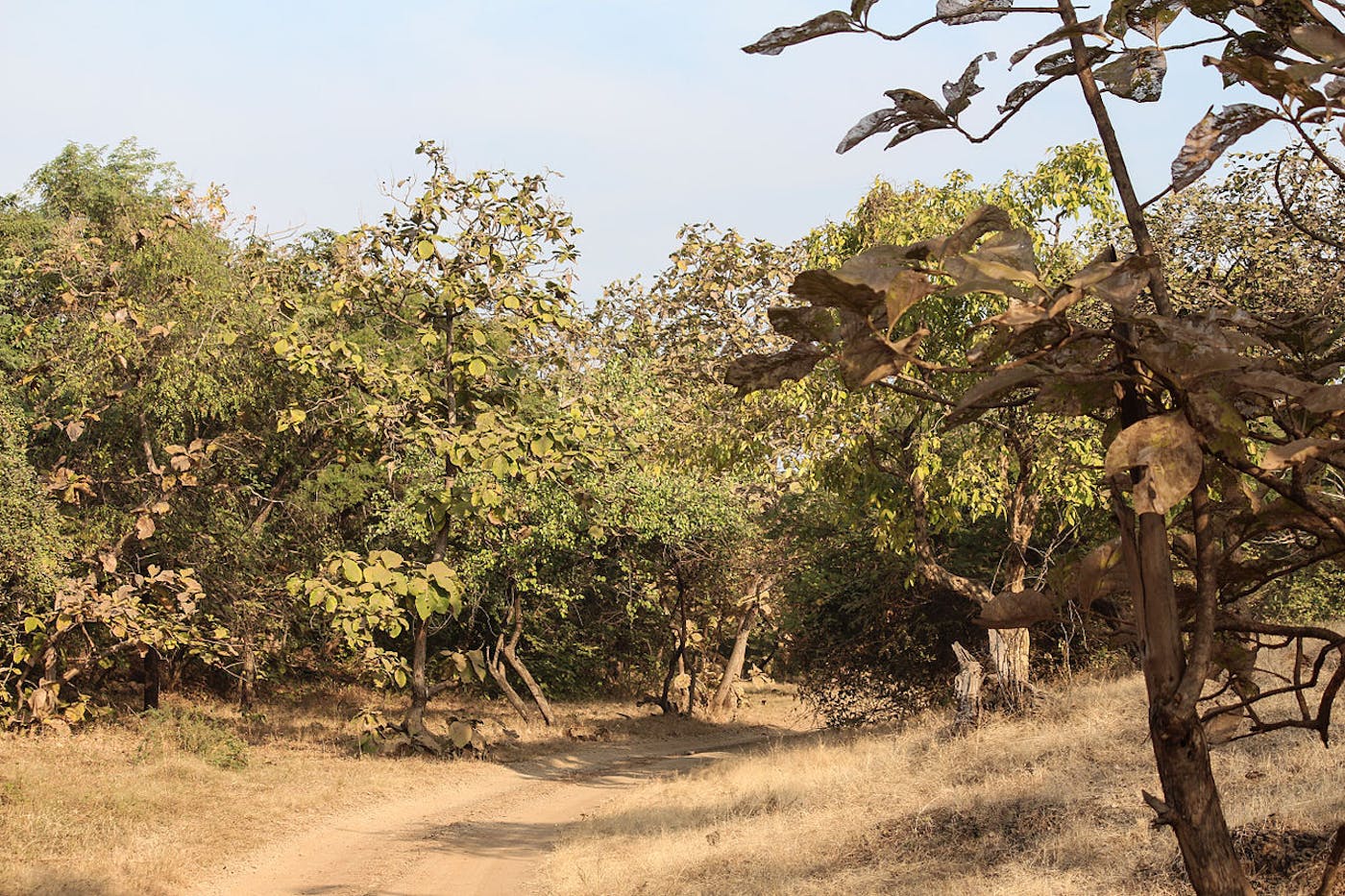 Indian Dry Deciduous Forests (IM3)