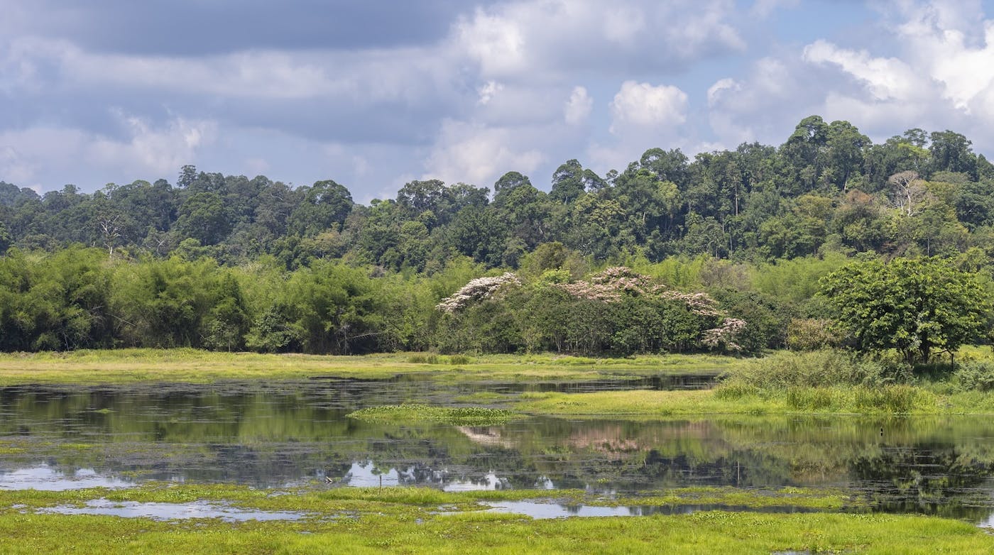 Indochina Mixed Forests & Peatlands (IM12)