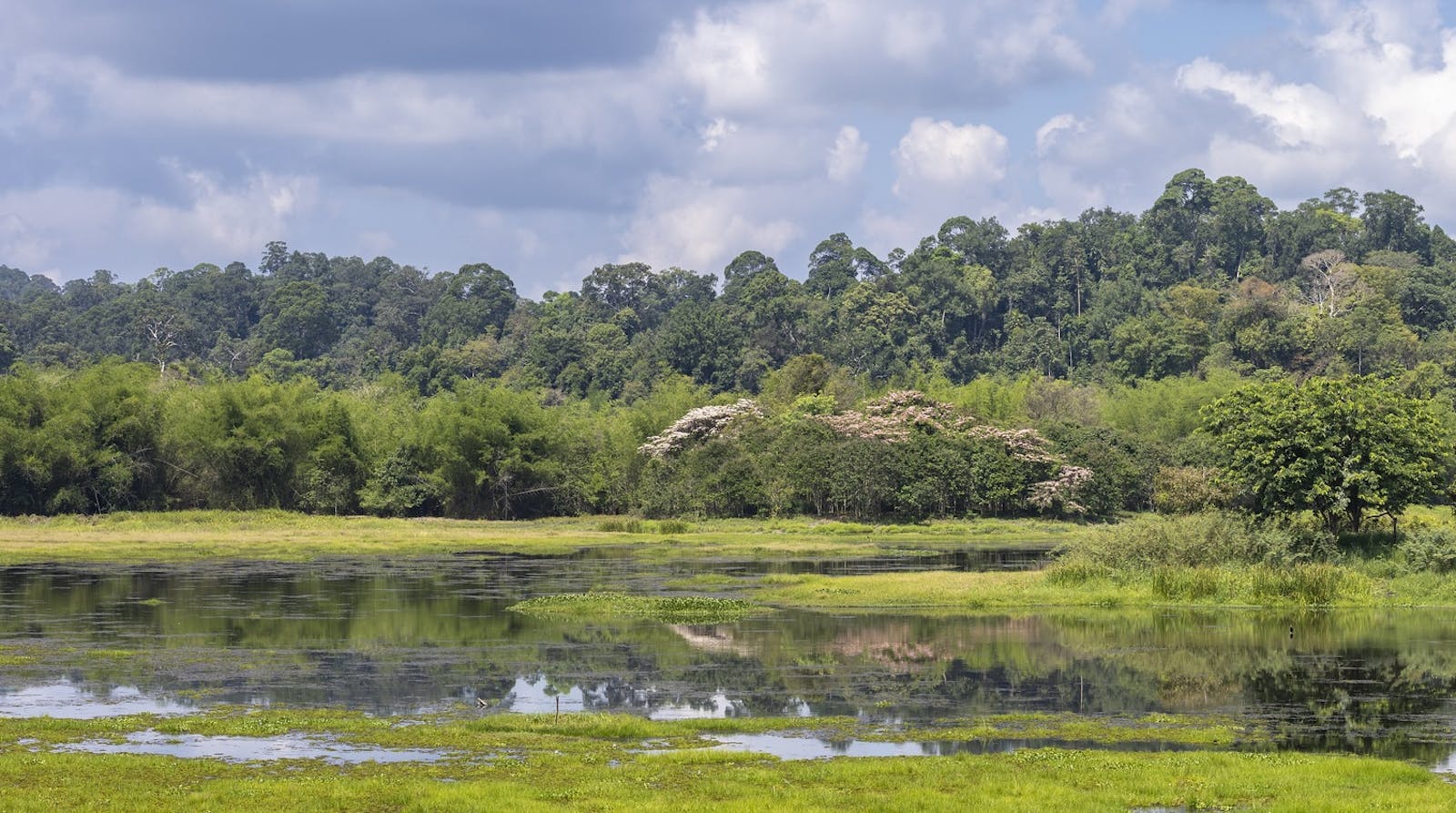 Southeastern Indochina Dry Evergreen Forests