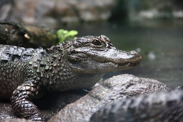 Uncover the mysteries of the Yangtze alligator: Guardians of China’s rivers
