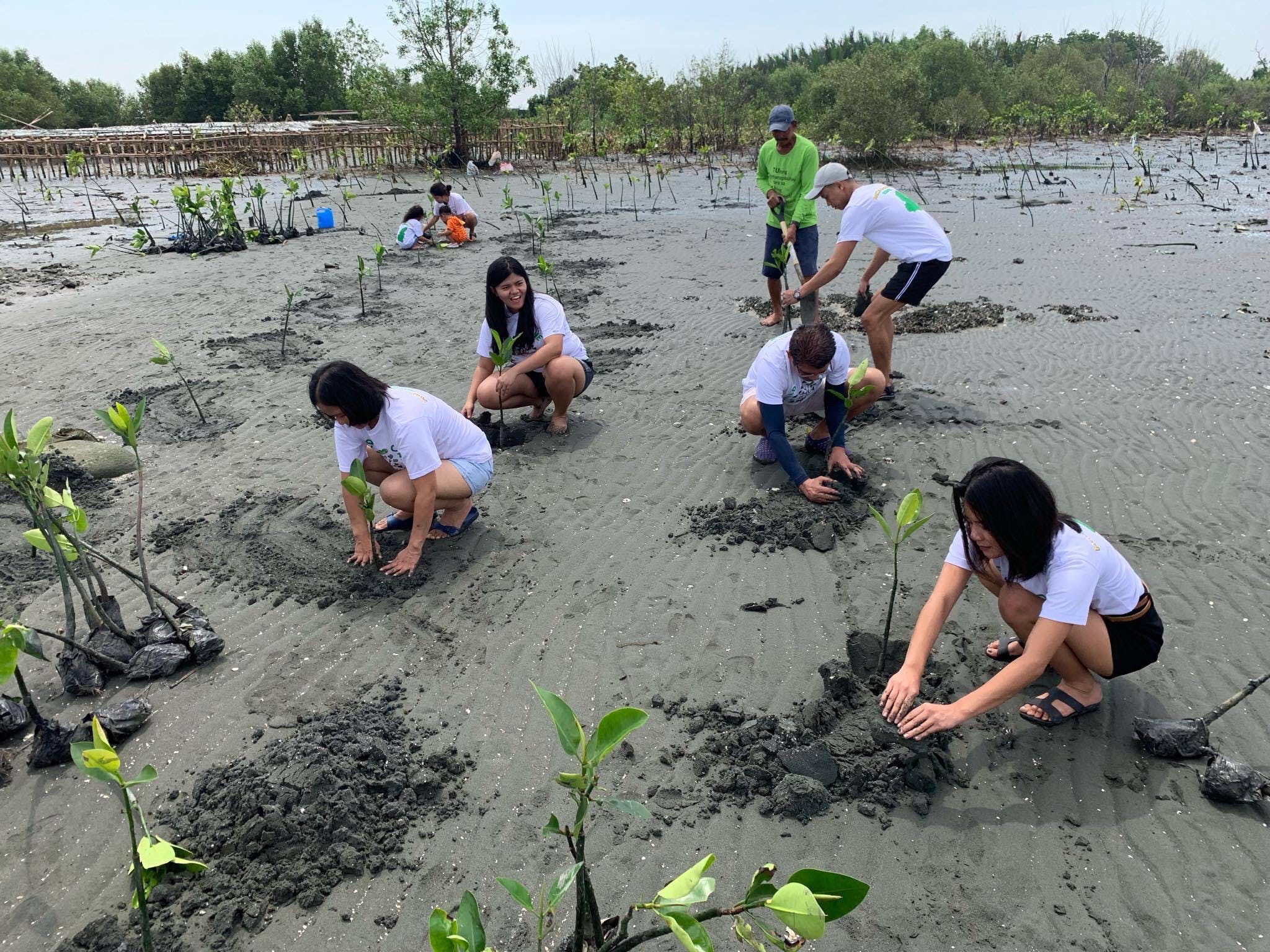 Coral Island Planting Trees - bf8n8zj