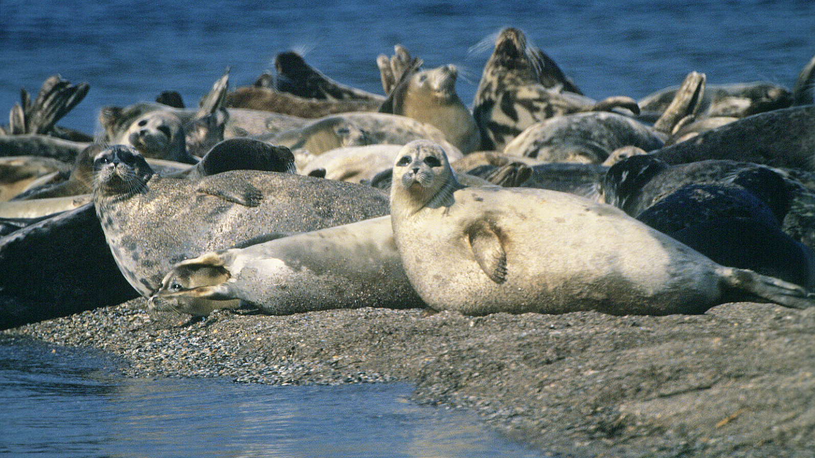 Image Credit: Pro-syanov from Getty Images Signature via Canva. Caspian seals. Image Credit: Pro-syanov from Getty Images Signature via Canva.