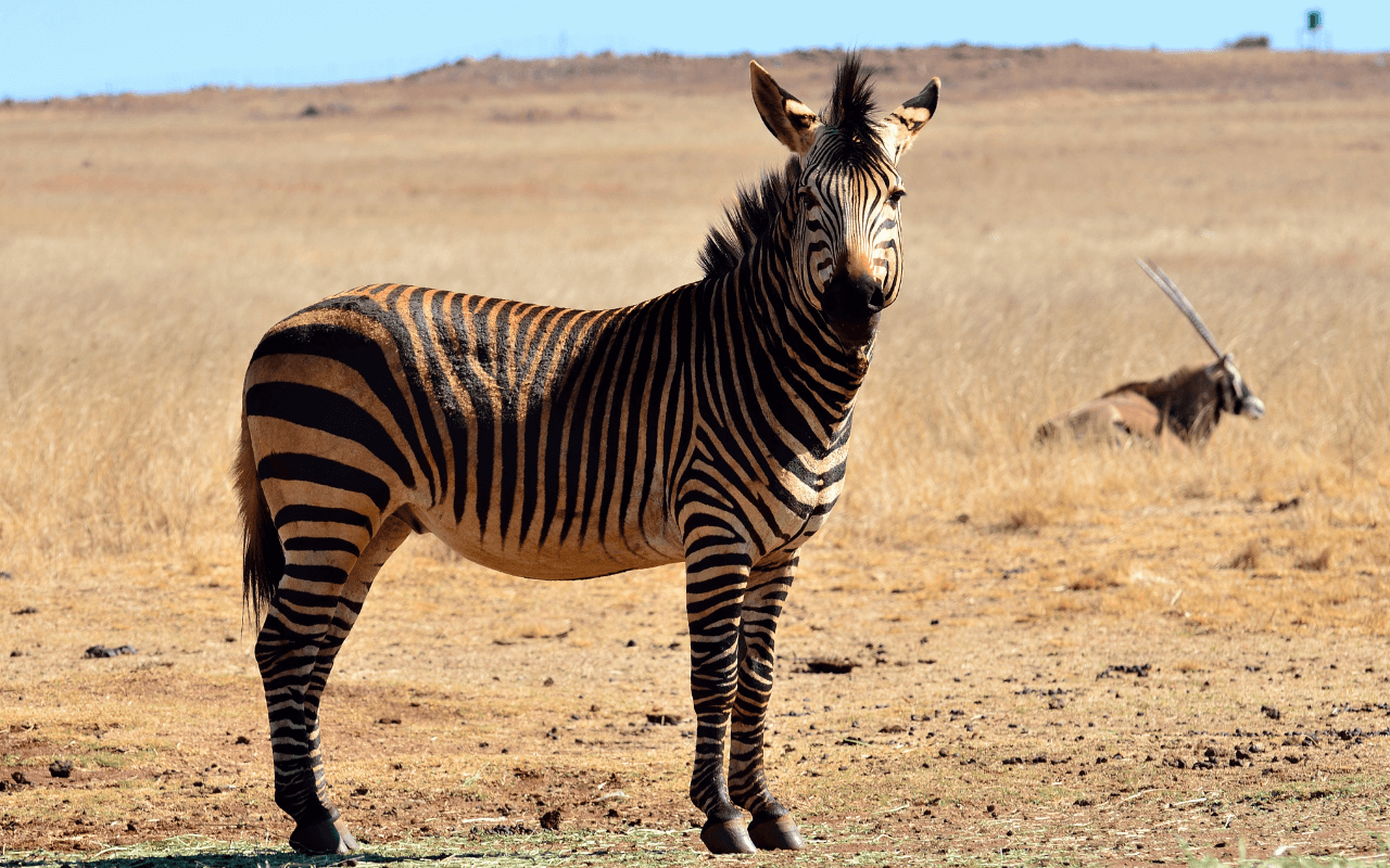 How the Hartmann's mountain zebra got its stripes