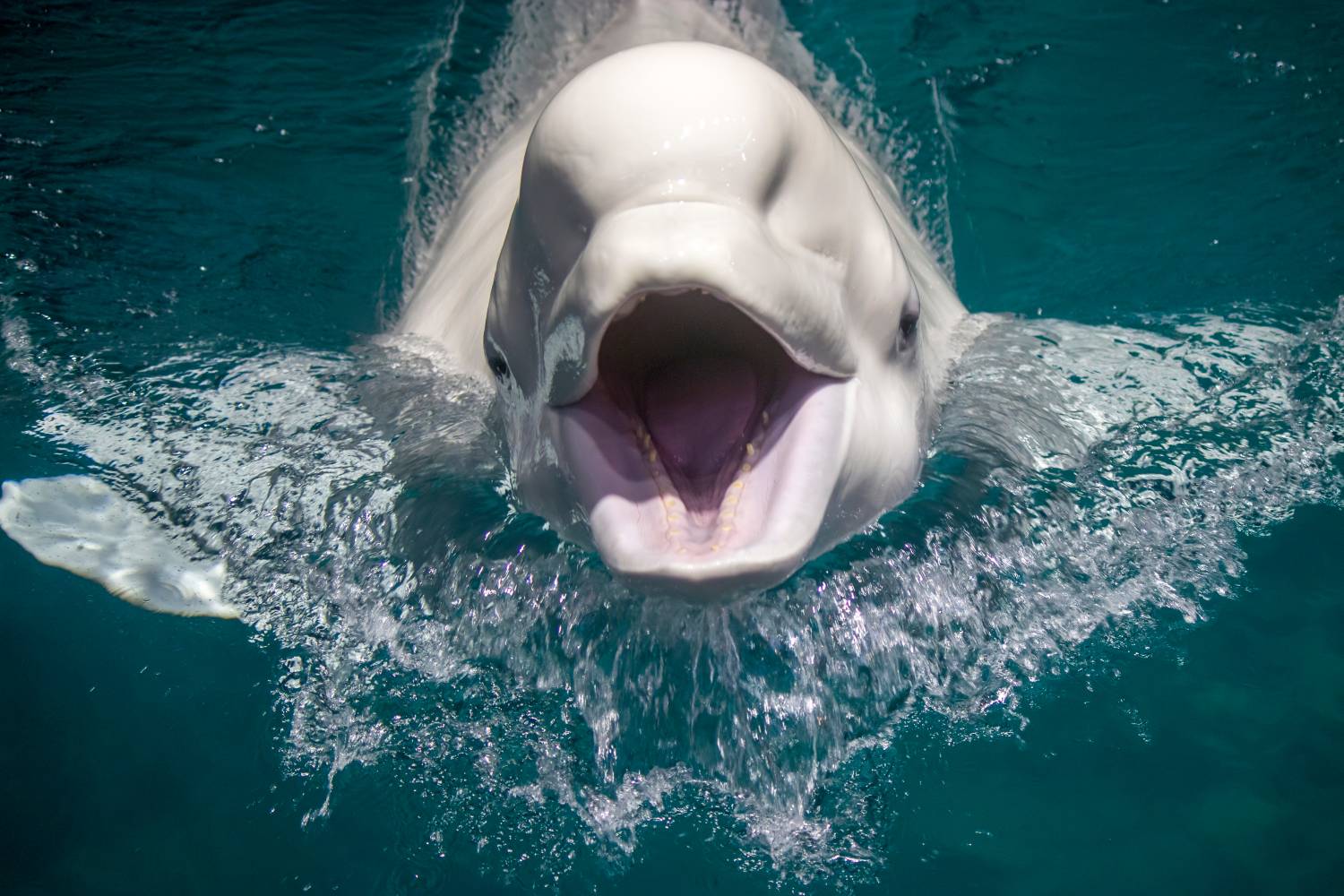 How beluga whales balance life in the Arctic Seas | One Earth, image size:1500x1000