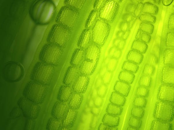 Sustainable Biofuel