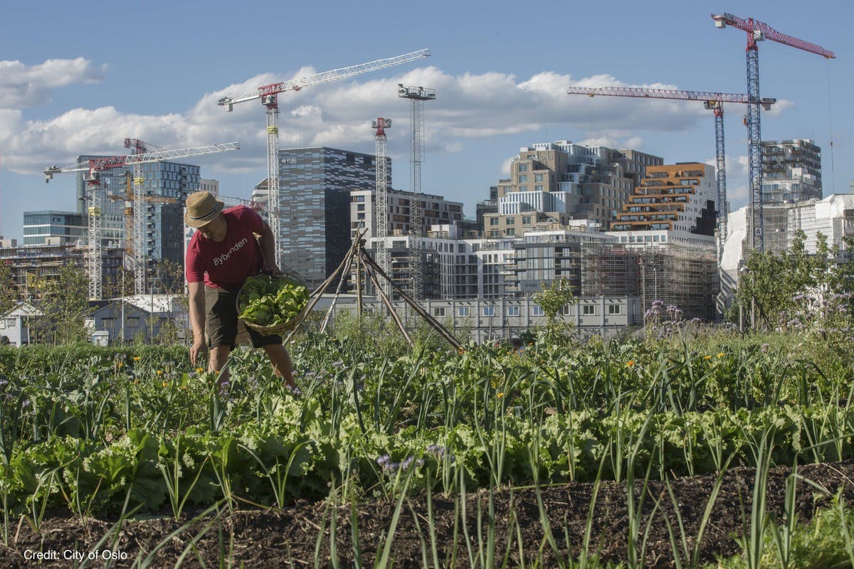 Cities are leading the way towards a more sustainable food system