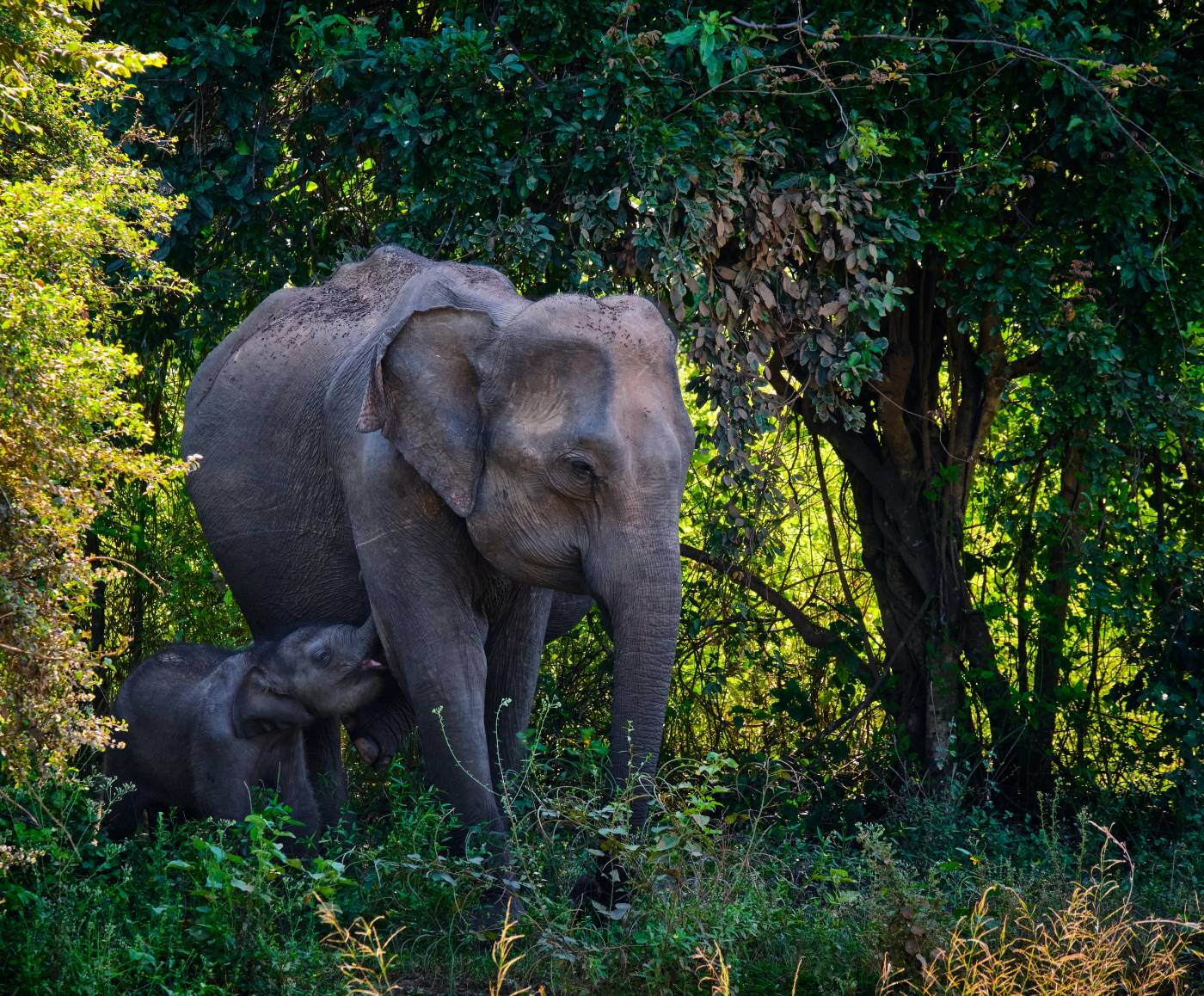 Elephant mother and cub in the Udawalawe Reservoir, Sri Lanka. Image credit: Riccardo Chiarini, Unsplash