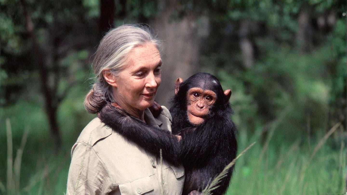 Dr. Jane Goodall’s enduring legacy of hope and conservation