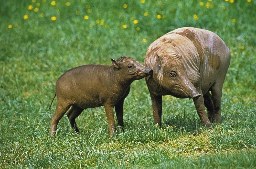 A mother Buru babirusa and her piglet. Image Credit: Animalia.bio. A mother Buru babirusa and her piglet. Image Credit: Animalia.bio.