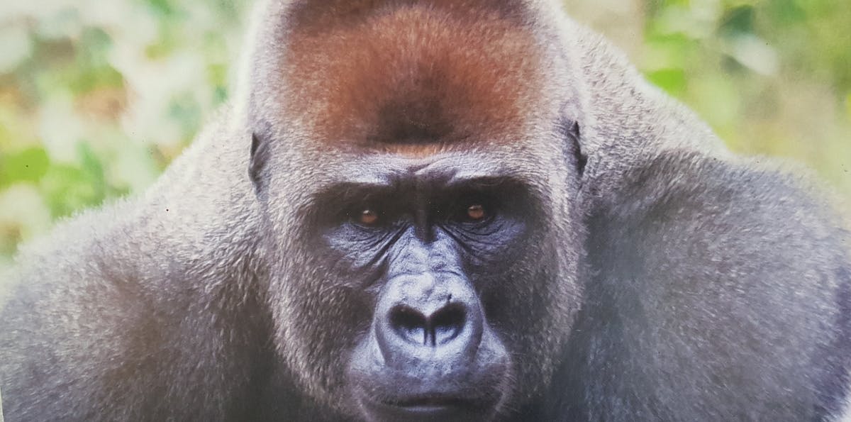 Cross River lowland gorillas: the world’s rarest great ape