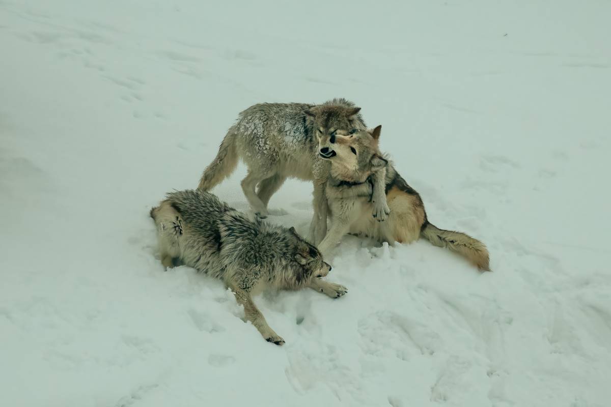Members of the Wapiti Lake pack play on a winter day. Image credit: Courtesy of Sarah Killingsworth