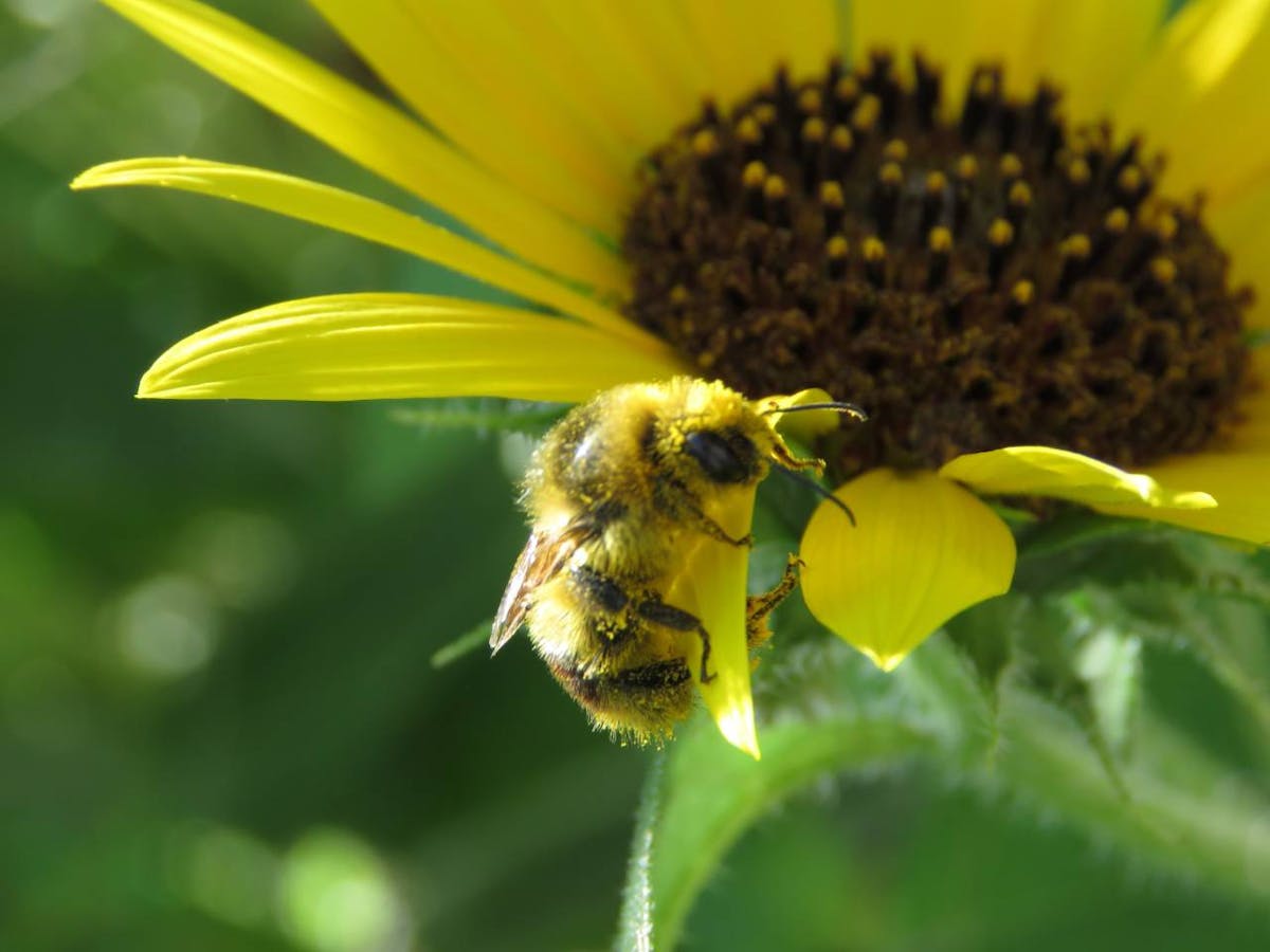 How urban gardens support biodiversity by helping crucial pollinators thrive