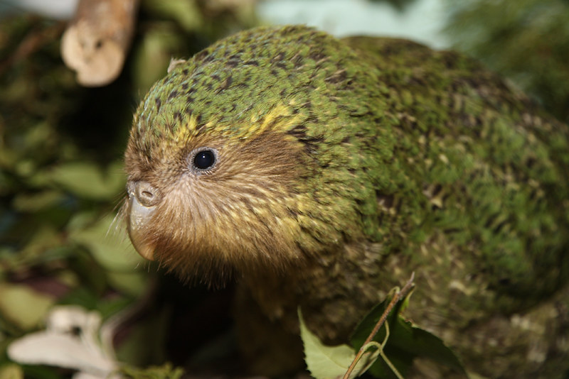 Kakapo chick. Image credit: Flickr, Department of Conservation (CC by 2.0 DEED)