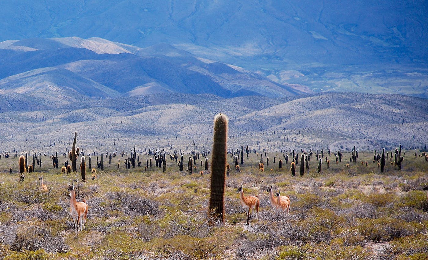 Andean Mountain Grasslands (NT5)