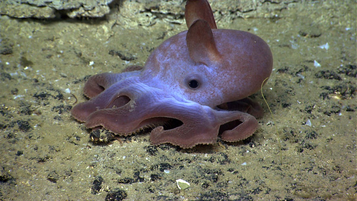 Fun facts about the fantastic deep sea dumbo octopus