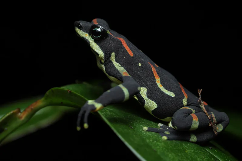 Clown frog. Image Credit: Duborget.R, Flickr. Clown frog. Image Credit: Duborget.R, Flickr.