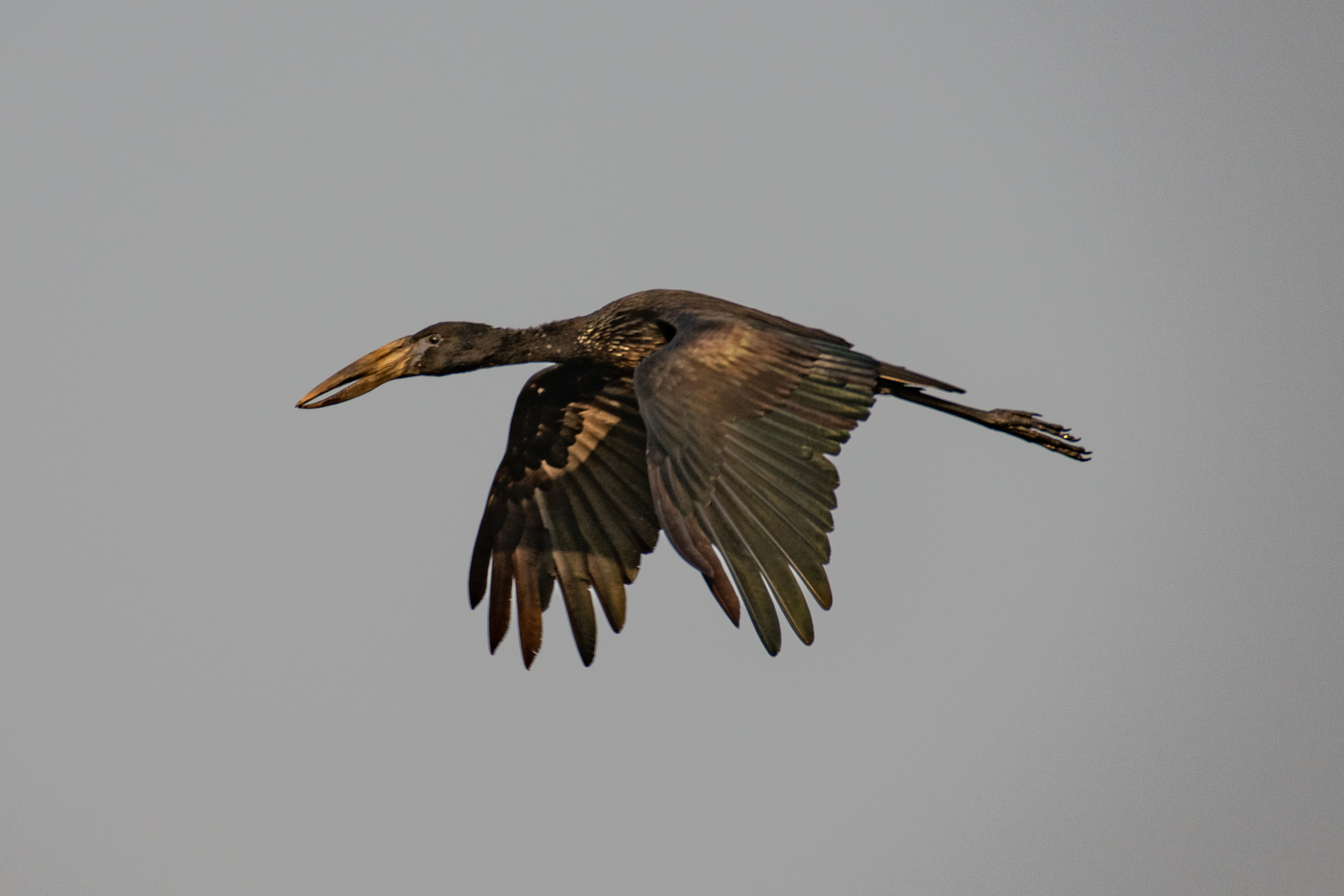 IMage courtesy of Boyes - Bec-Ouvert Africain / African Openbill - Upemba National Park