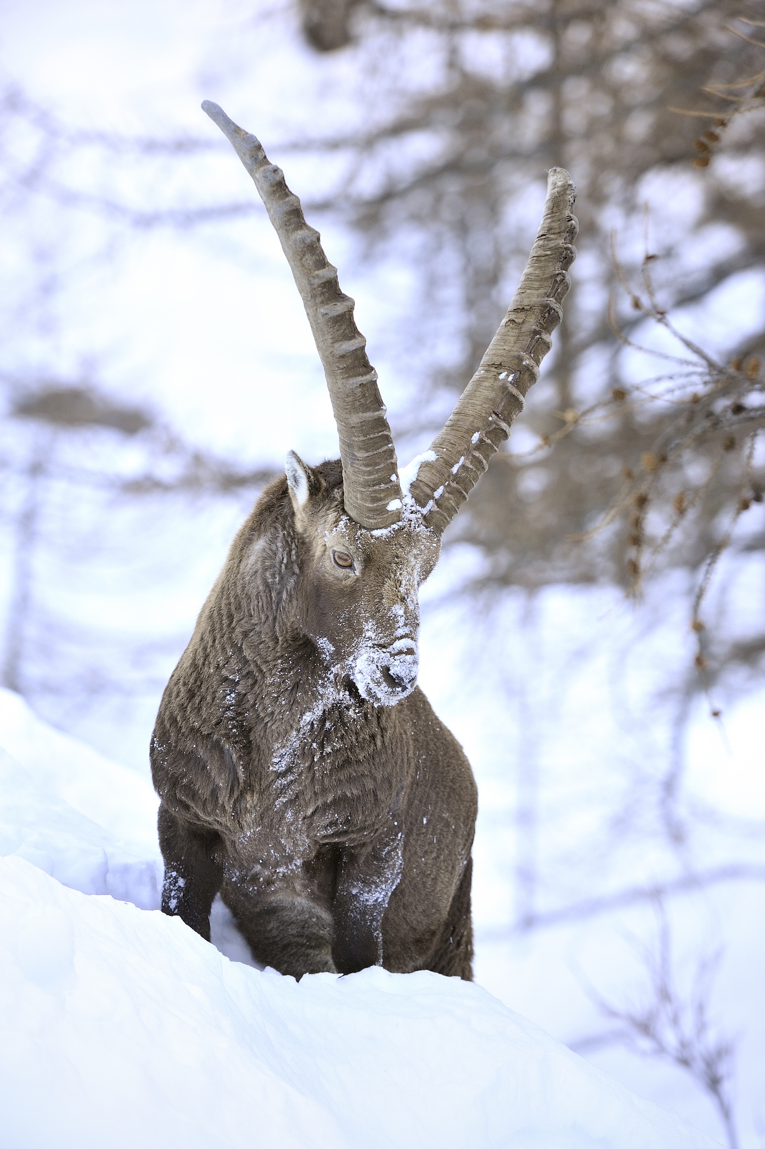 Alpine ibex (Capra ibex). Alpine ibex (Capra ibex).