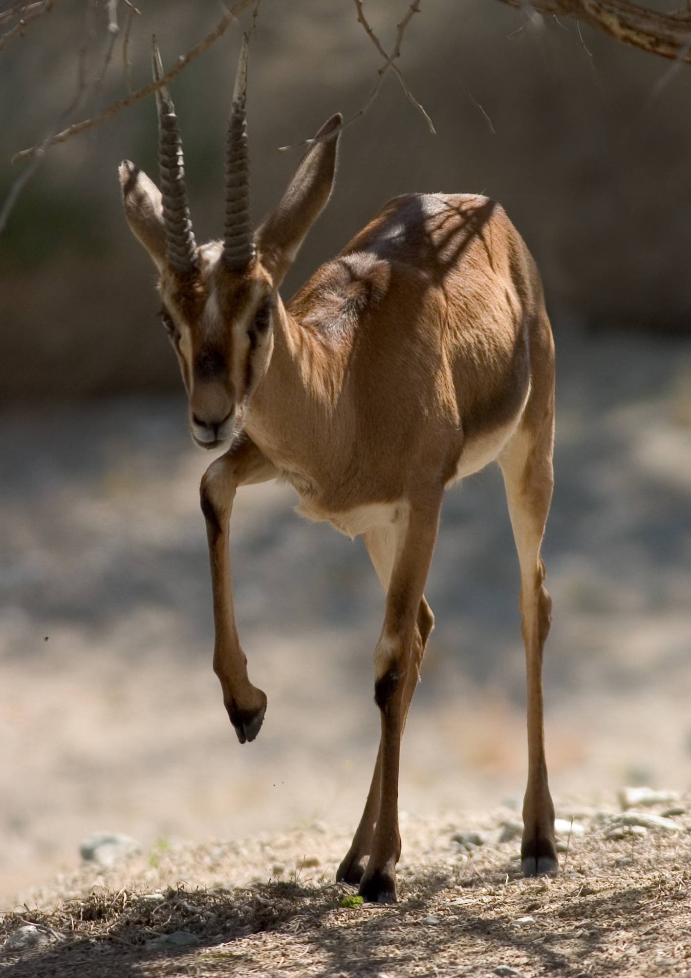 GAZELLE