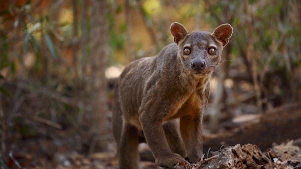 The fossa: Madagascar's elusive apex predator