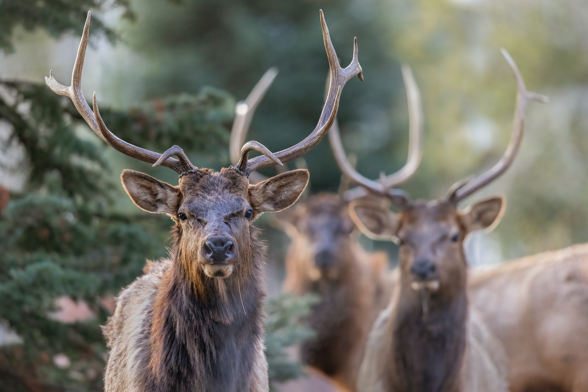A closeup of bull elks on a cold morning in Grand Teton National Park, Wyoming. Image Credit: Wirestock, Envato Elements.