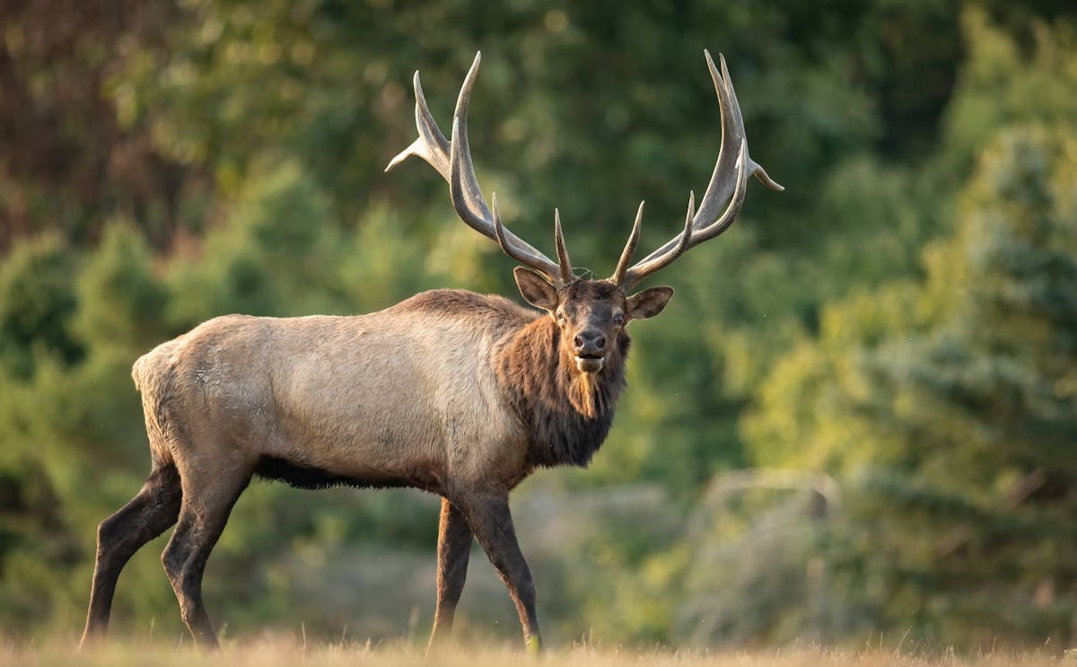 Meet the magnificent North American elk: Bioindicators of a healthy ecosystem