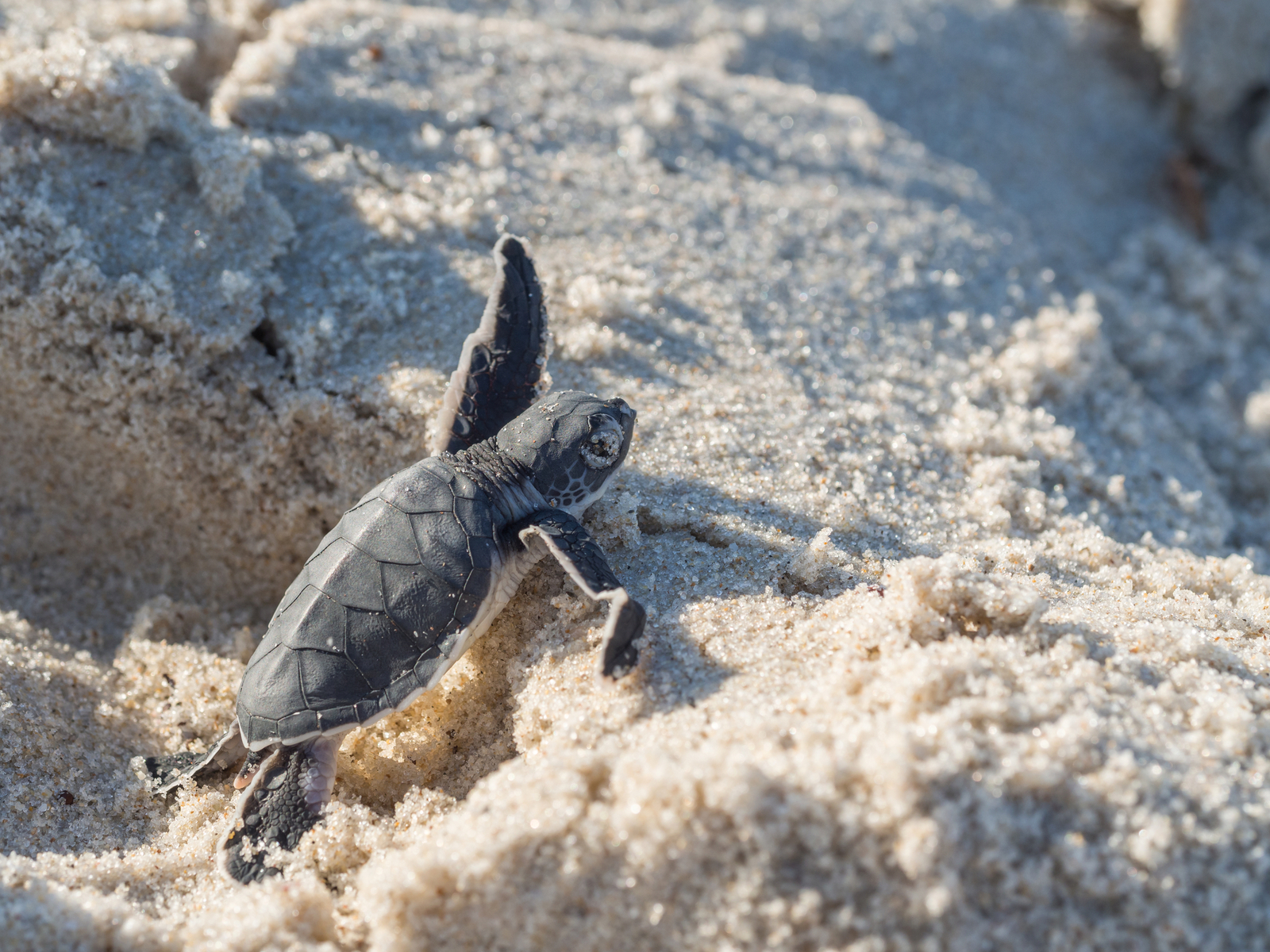 Small green sea turtle (Chelonia mydas) on their way to the sea on a beach in Tanzania, Africa, shortly after hatching. Image Credit: © Sohadiszno | Dreamstime.com.