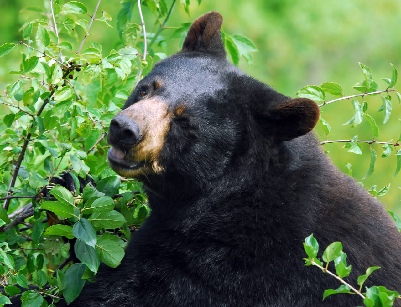 American black bear