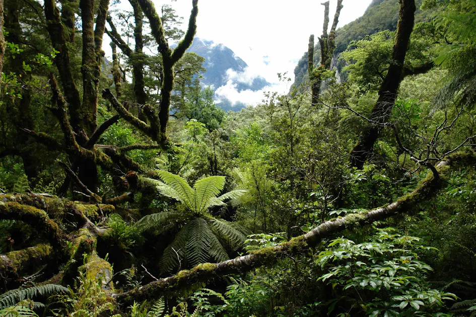 New Zealand South Island Temperate Forests | One Earth