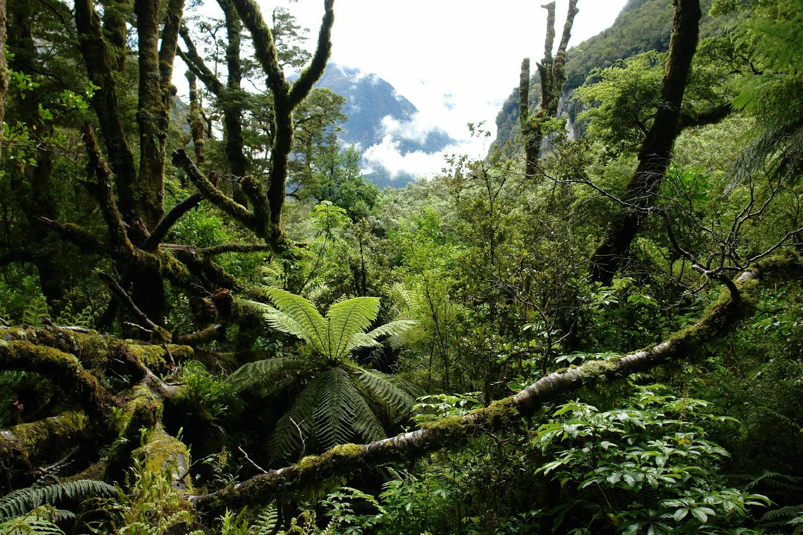 New Zealand South Island Temperate Forests