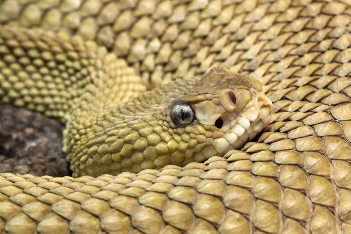 Mexican west coast rattlesnake: one of the largest rattlesnakes in the world