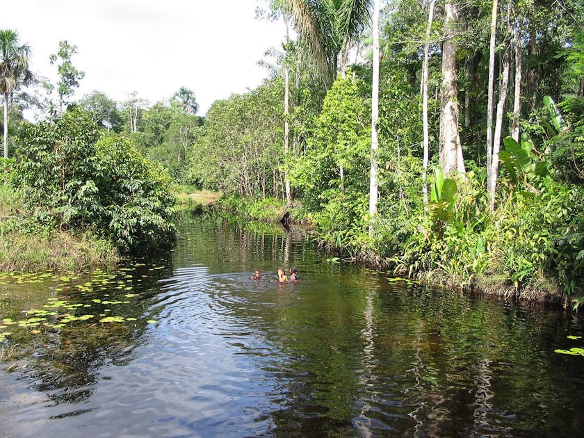 Guianan Freshwater Swamp Forests | One Earth Guianan Freshwater Swamp Forests | One Earth