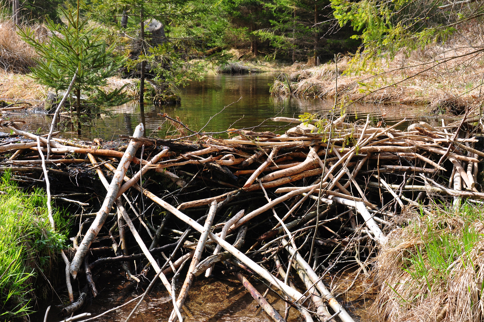 A robust beaver dam, like the one that has stopped flooding in Pickering. Image Credit: Rbiedermann | Dreamstime.com.