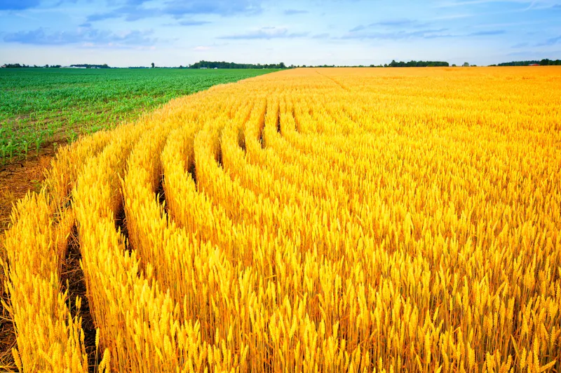 Two adjacent fields - wheat and corn in rural Indiana