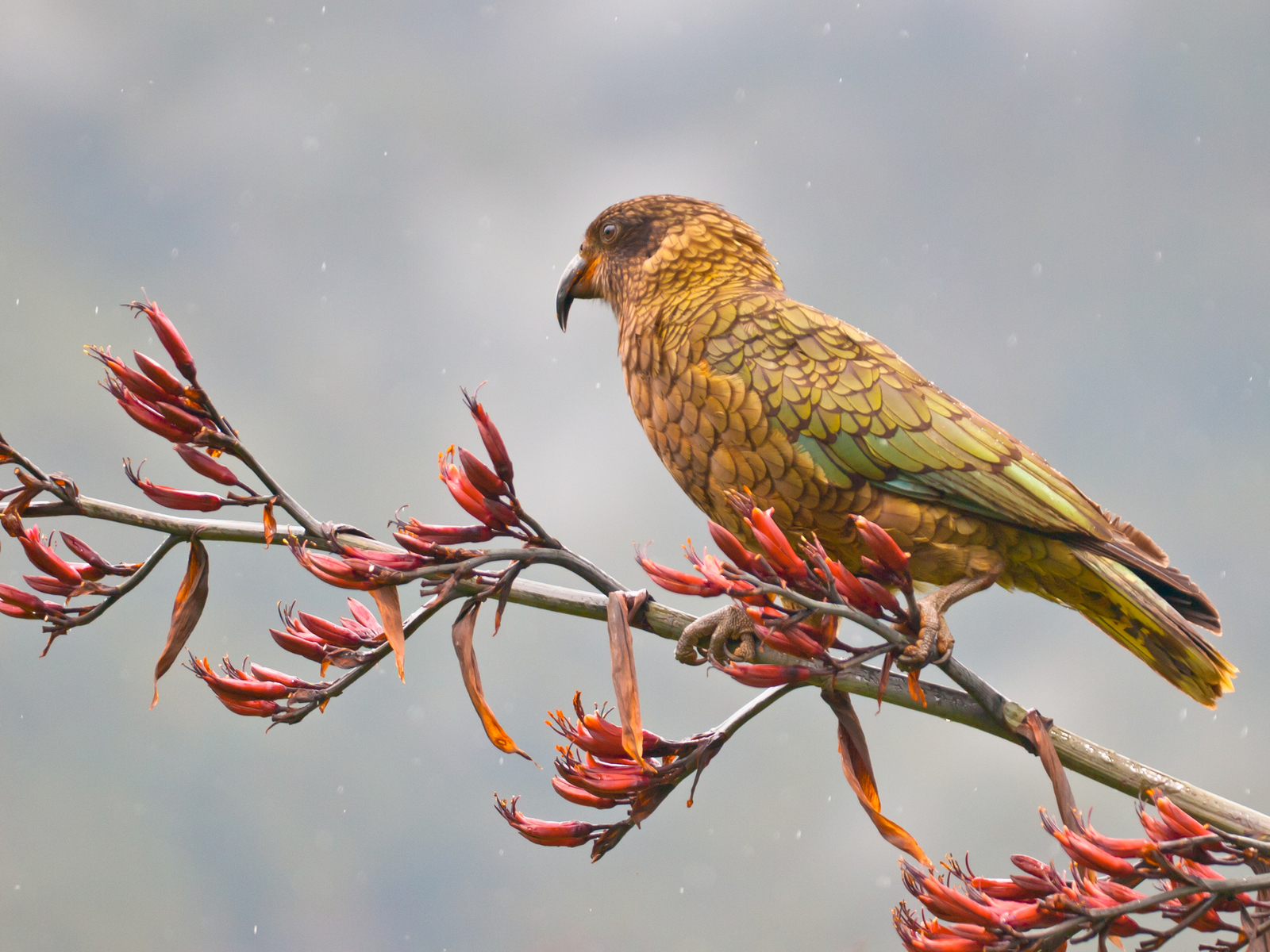 A curious native endemic kea parrot on a New Zealand flax. Image Credit: © Rudmer Zwerver | Dreamstime.com.