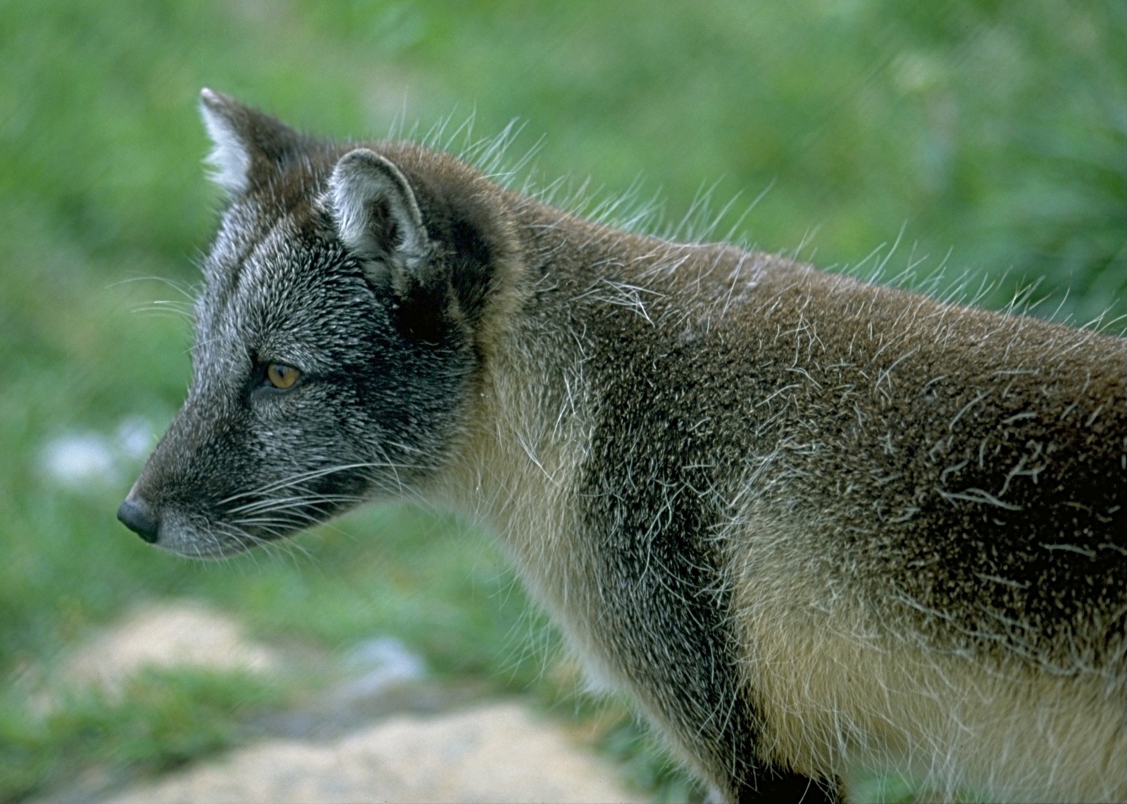 Arctic fox. Image credit: Andreas Tille, Creative Commons