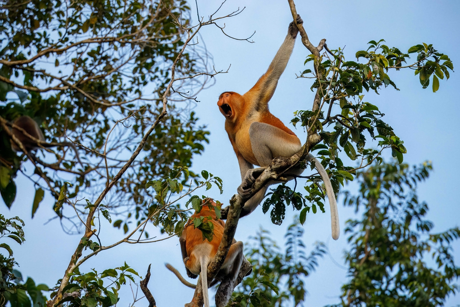 A male proboscis monkey sounding warning in treetops on the Kinabatangan River, Borneo, Malaysia. Image Credit: © Karen Foley | Dreamstime.com.