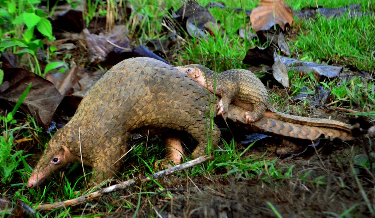 An adult Palawan pangolin and her pup in the forests of Palawan. Image credit: Gregg Yan, Creative Commons