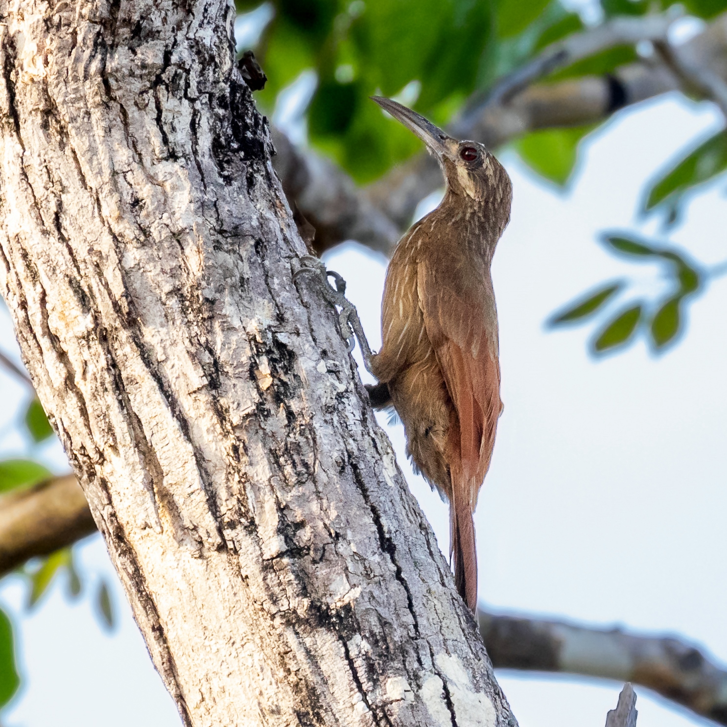 Moustached woodcreeper (Xiphocolaptes falcirostris). Image credit: CC by SA 4.0 | Hector Bottai.
