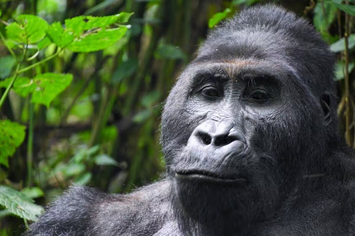 Protecting Gorillas and Biodiversity in the Karisoke Sector, Rwanda