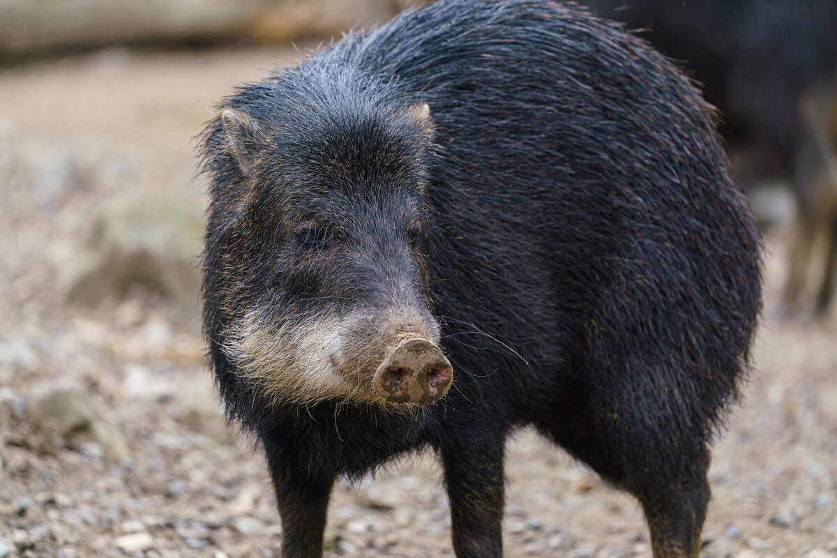 Chacoan peccary Catagonus wagneri, also known as the tagua. dreamstime_xl_229388557