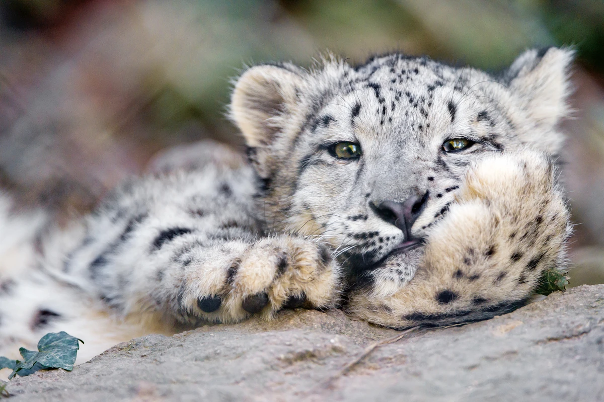 Snow Leopard a.k.a Grey Ghosts of Himalaya are very rare to find