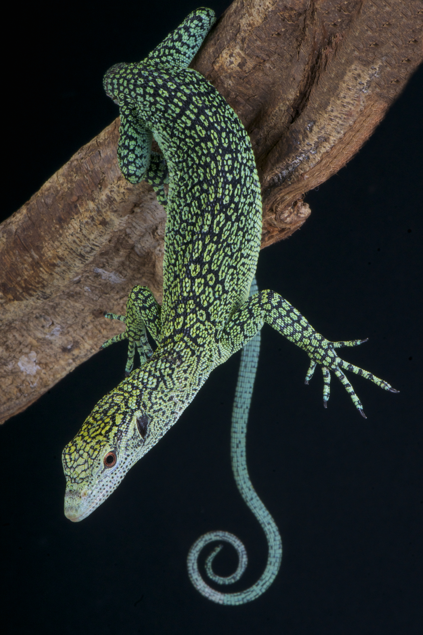 The Biak emerald monitor is endemic to Biak island, Irian Jaya, Indonesia. Image Credit: © Matthijs Kuijpers, Dreamstime. The Biak emerald monitor is endemic to Biak island, Irian Jaya, Indonesia. Image Credit: © Matthijs Kuijpers, Dreamstime.