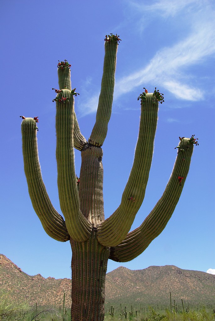 sonoran desert cactus