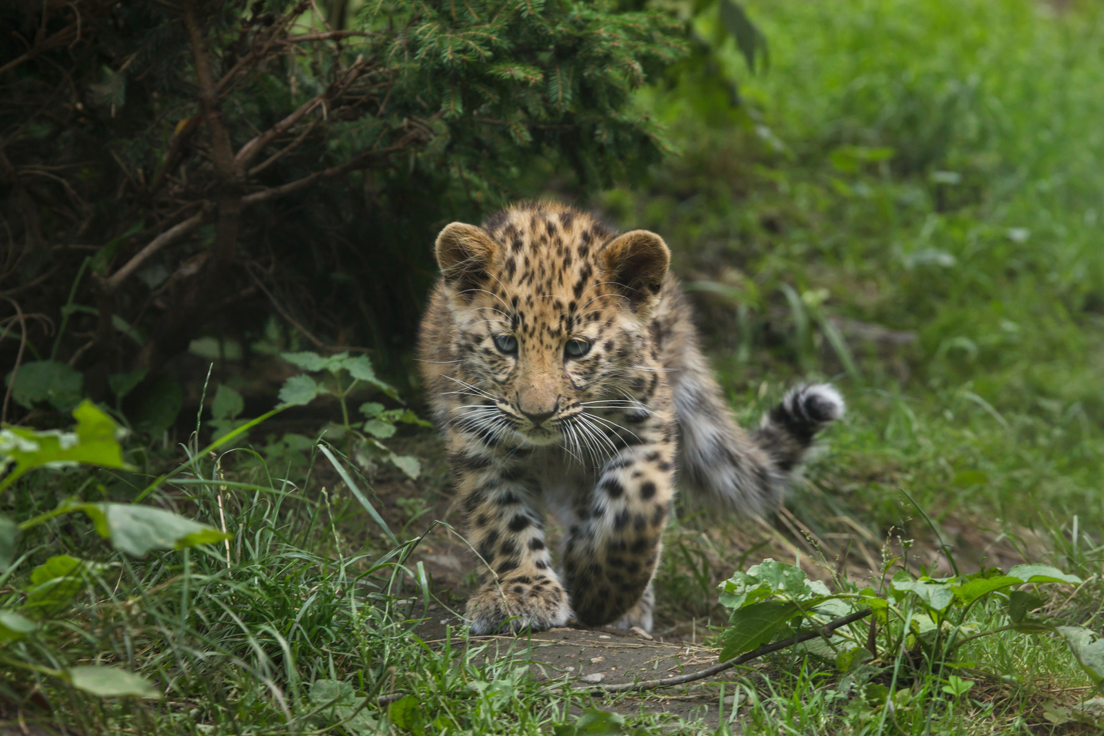 A three-month-old Amur leopard. Image Credit: © Wrangel, Dreamstime. A three-month-old Amur leopard. Image Credit: © Wrangel, Dreamstime.