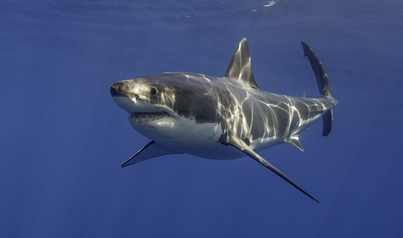 Marine biologist swims with 20 foot long great white shark