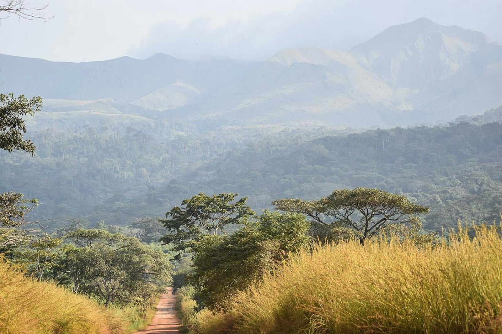 Guinean Montane Forests