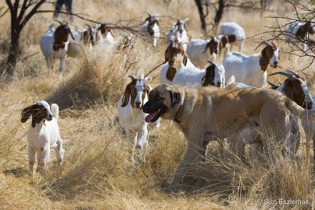 A Livestock Guarding Dog (LGD) protecting a goat herd. Image Credit: Cheetah Conservation Fund.